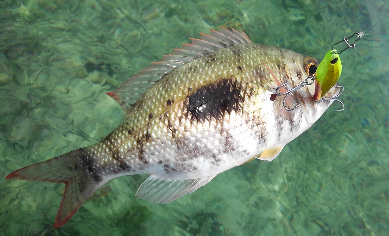 沖縄ルアー釣り 沖縄本島南部でウェーディング Inno Fishing