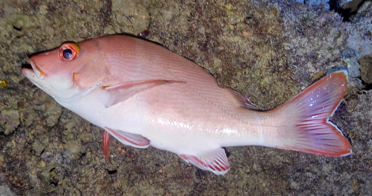 ヒメフエダイ 含め夜釣りで釣果15匹 リーフエッジへ Inno Fishing