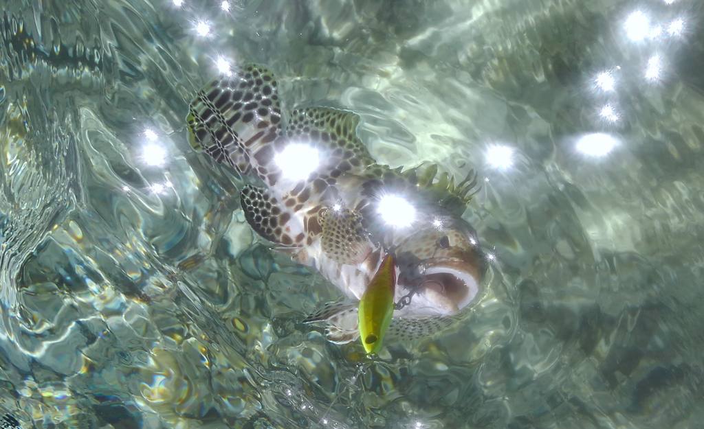 沖縄 ルアー釣り ルアーでムネアカクチビやカンモンハタ