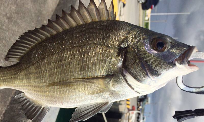 チヌ へチ釣りで昼間にチヌを狙う 落し込み釣り Inno Fishing