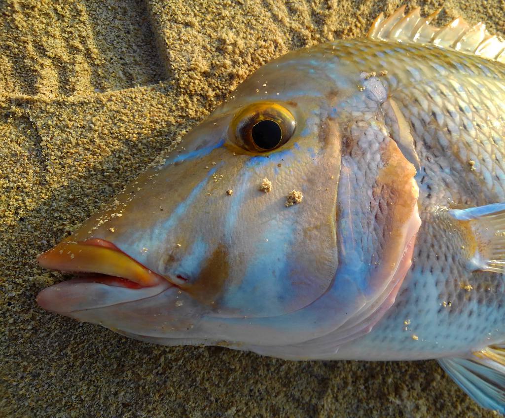 ロウニンアジのポイントへ 前夜のリベンジでタマン50cm