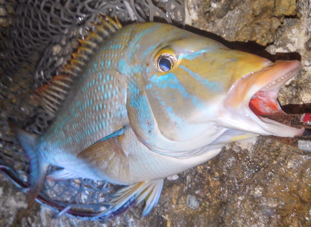 タマン 仕掛け タマン 真夏の夜釣りで大型魚を狙う モンハン とは 仕掛けや釣り方 ターゲットを解説