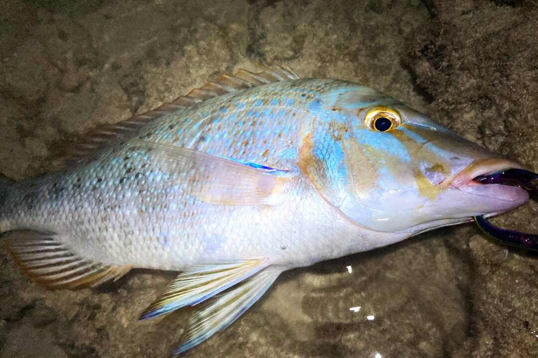 餌釣りでタマンを狙う 夜釣りでタマン2尾 58cmと53cm