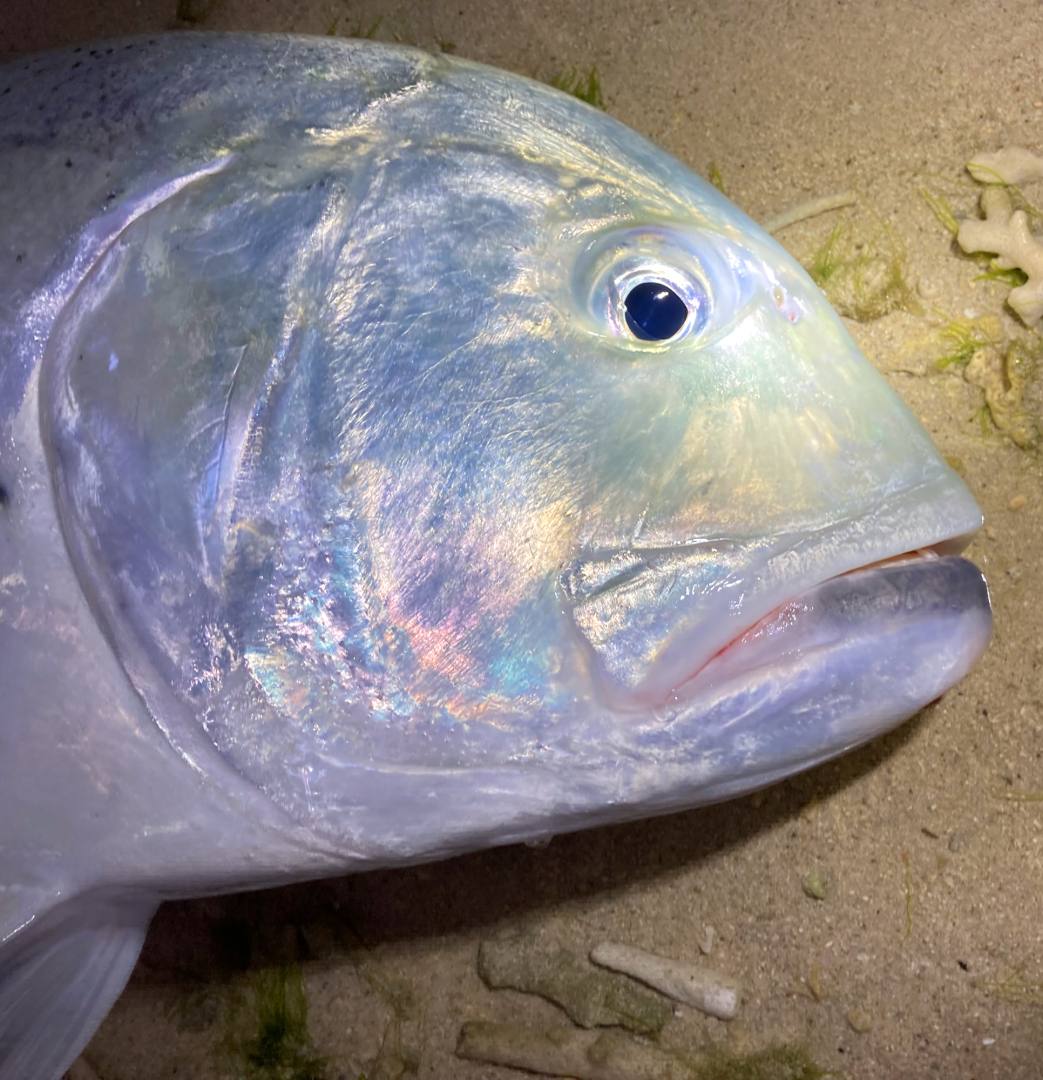 離島でタマン が釣れ始めたので釣りへ行くと不意のGT