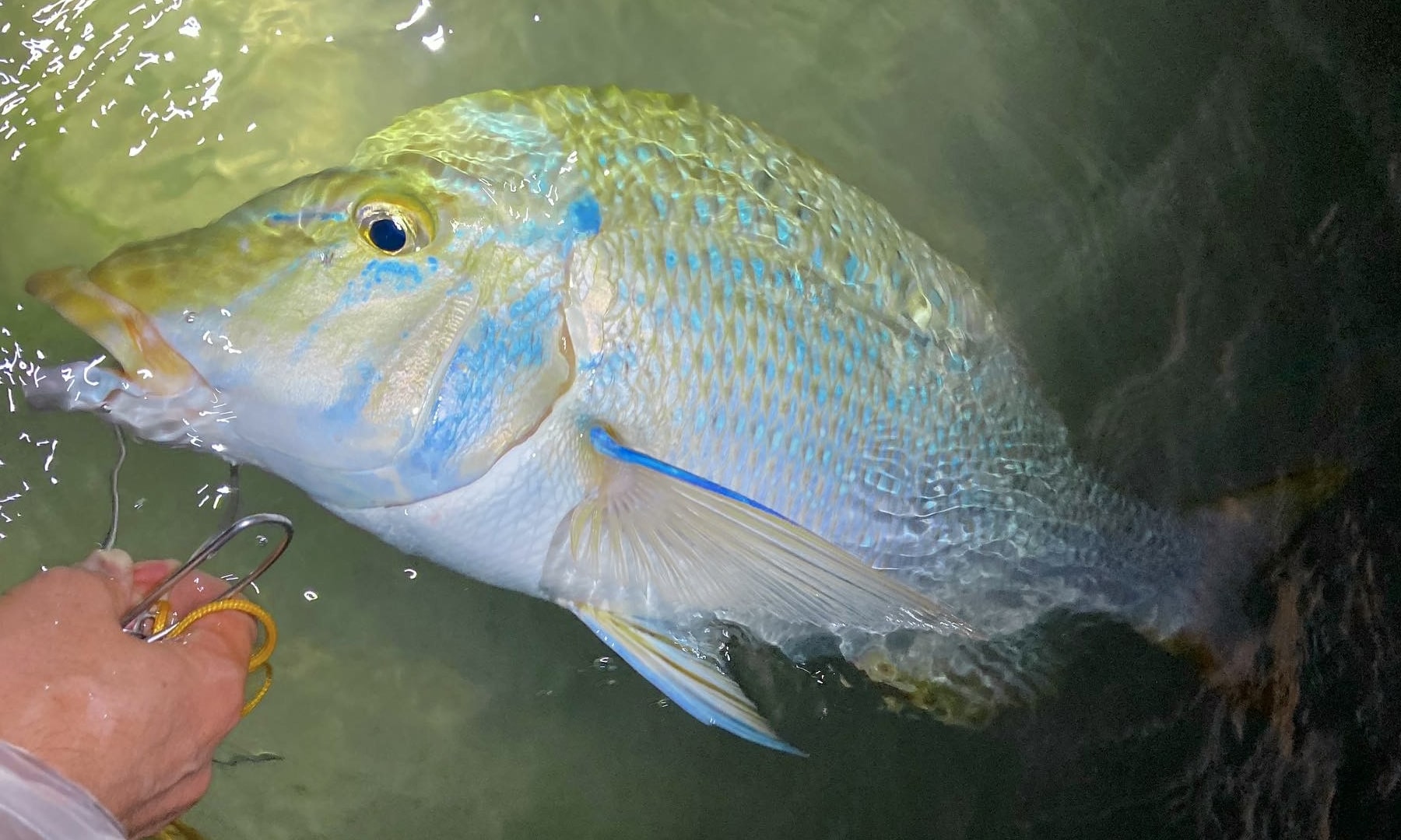 20220321_タマン62cm、3.315kg - inno fishing | 沖縄のインリーフ